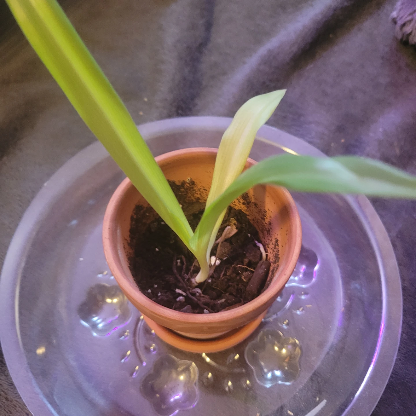Small Spider Plant in Terracotta Pot