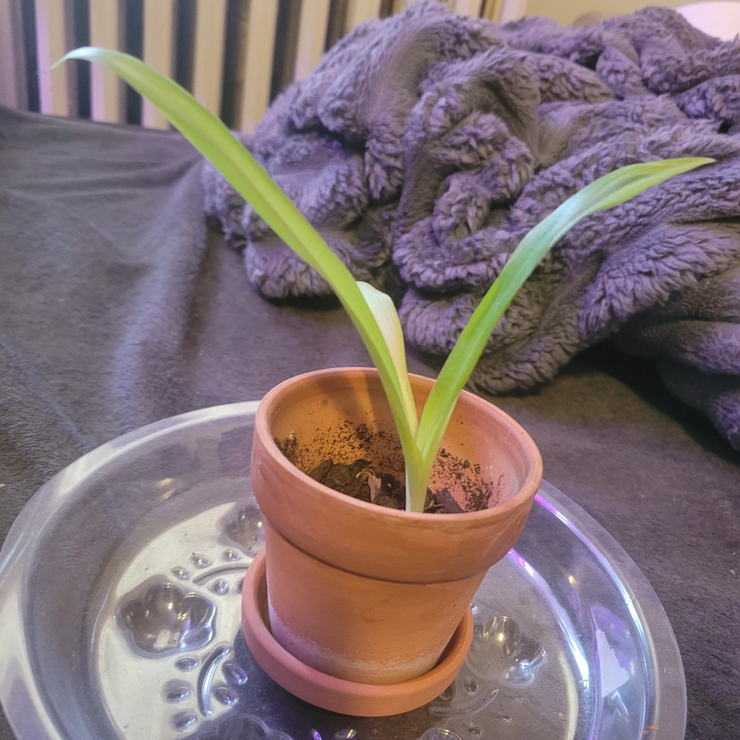 Small Spider Plant in Terracotta Pot - photo 2