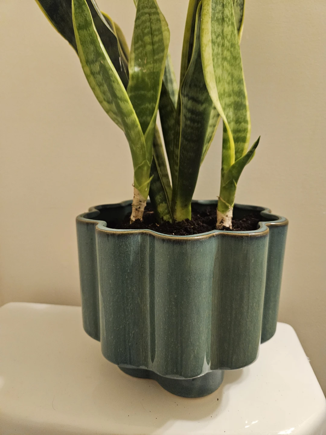 Snake Plant in Decorative Pot - photo 4