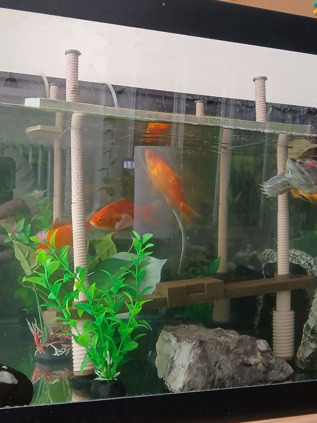 Golden fish