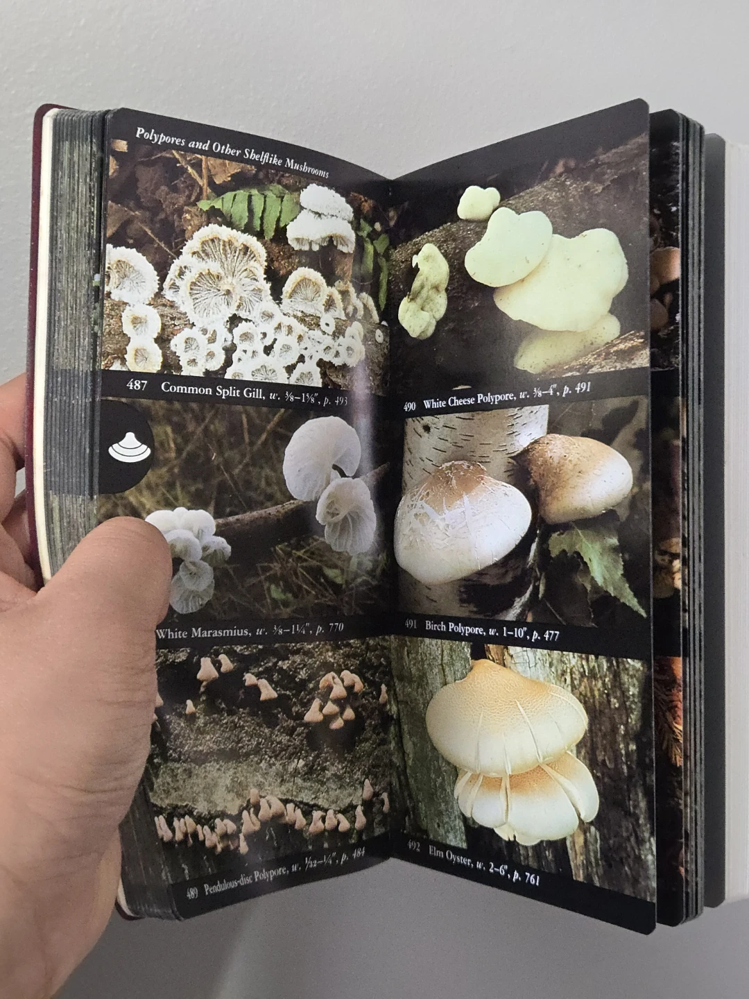 Audubon Society Field Guide to North American Mushrooms - photo 2