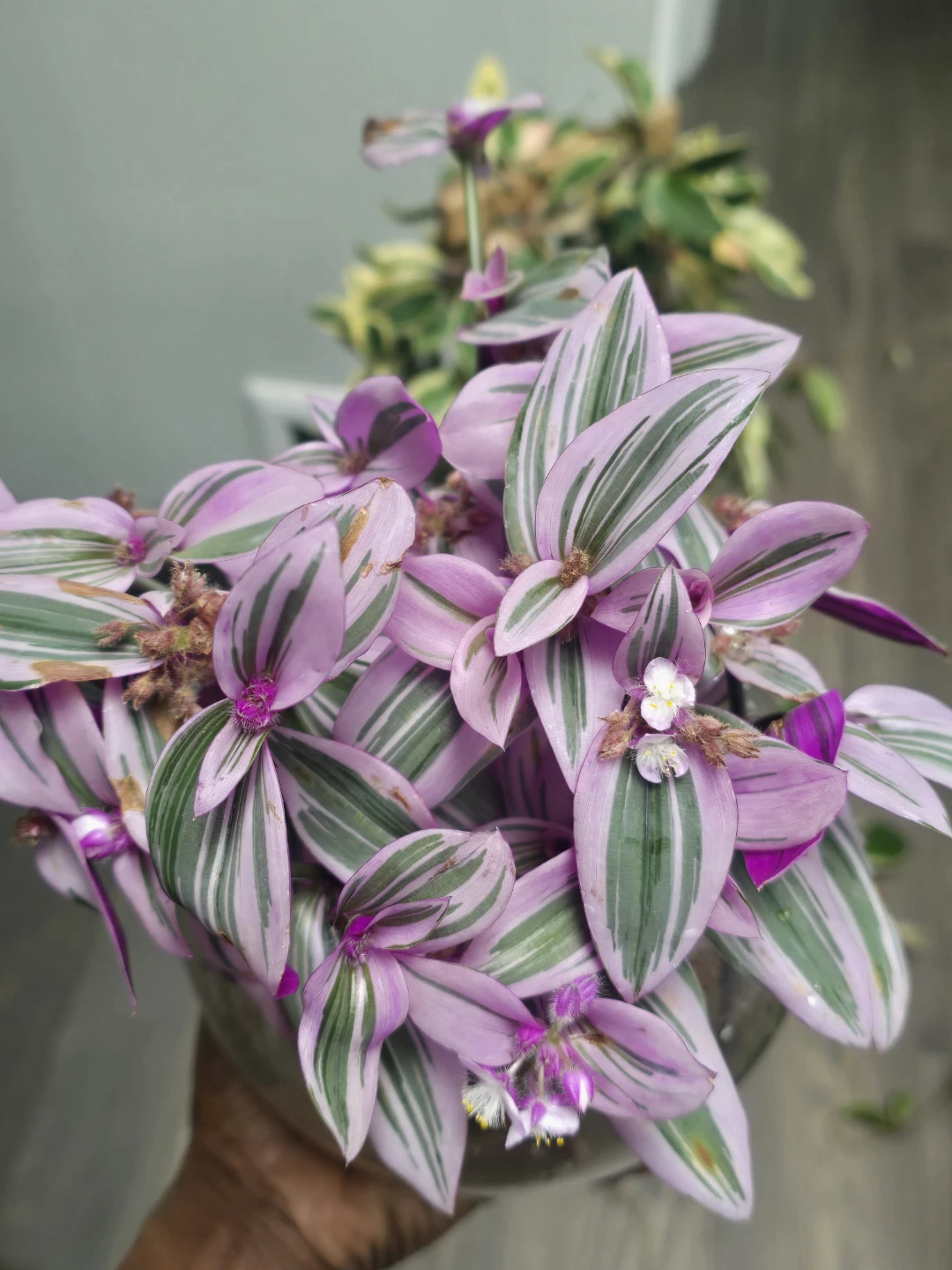 Tradescantia nanouk  rooted cutting 🥕each $1