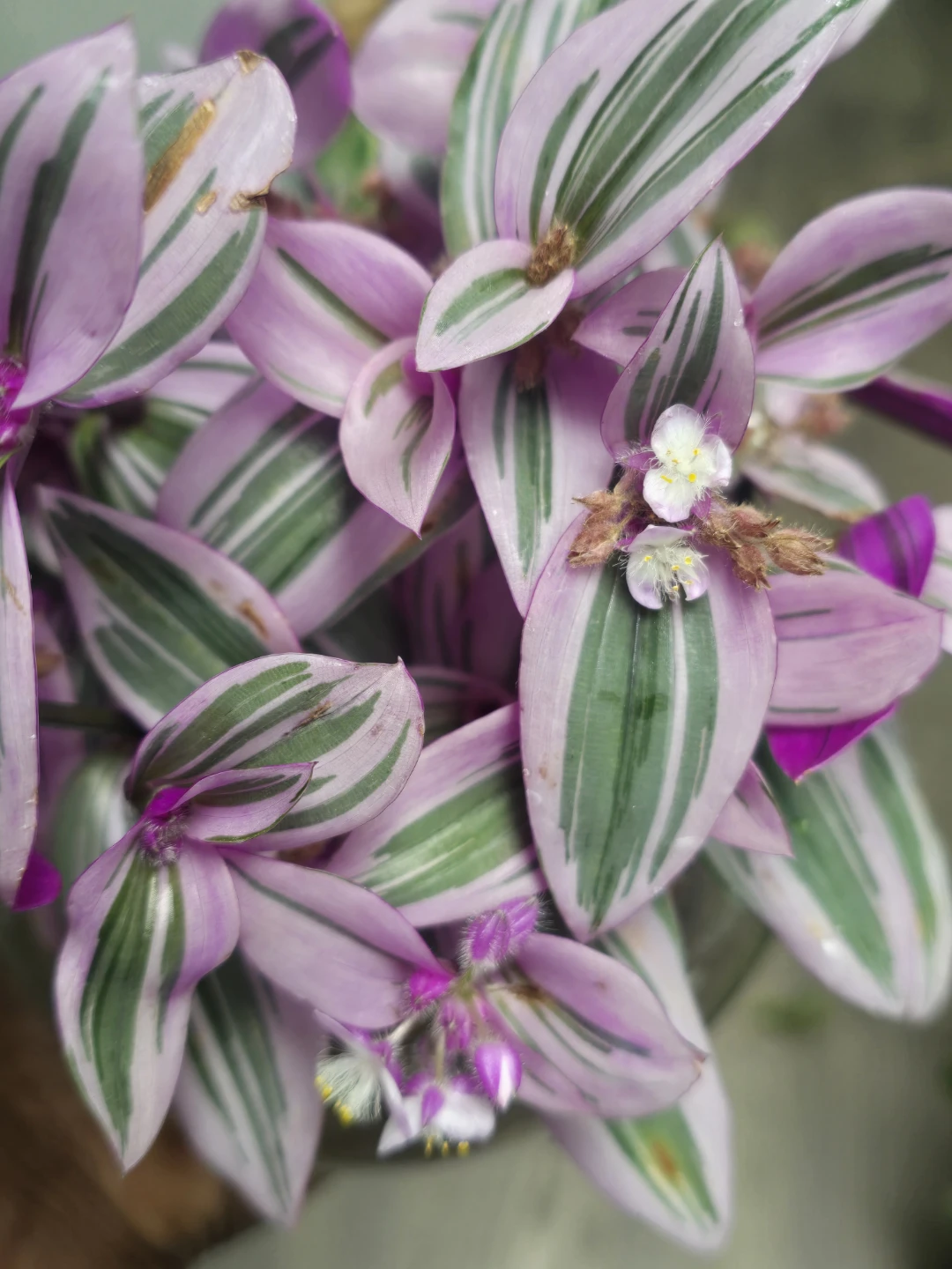 Tradescantia nanouk  rooted cutting 🥕each $1 - photo 2