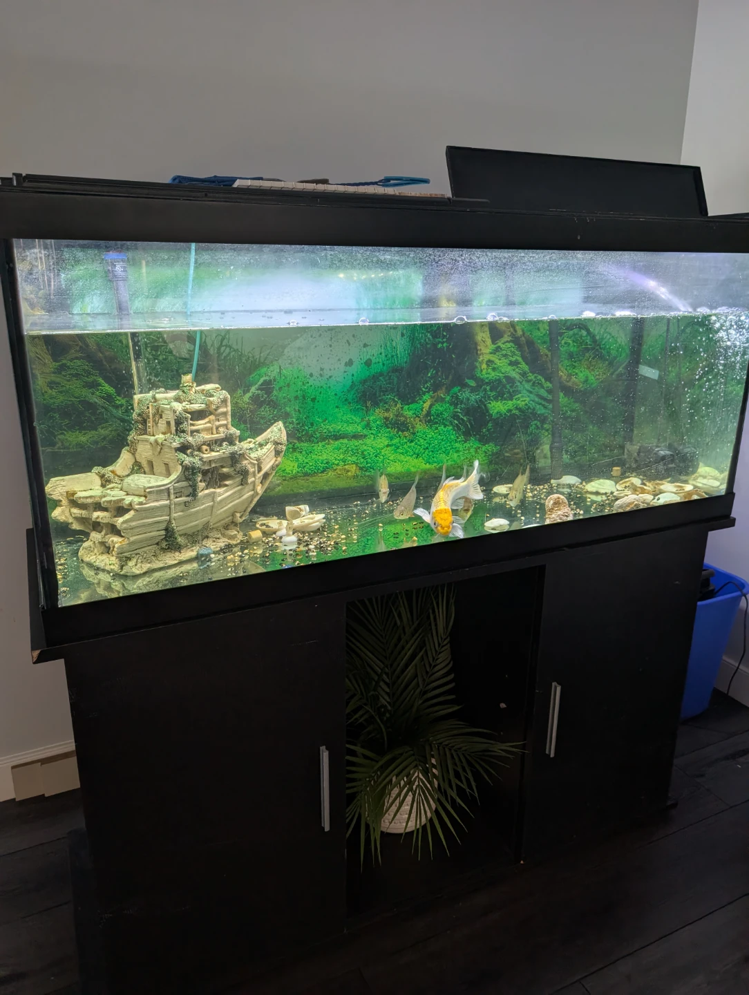 75 Gallon Aquarium with Stand