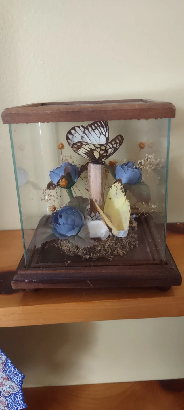 Taxidermy Butterfly Display Case - photo 3