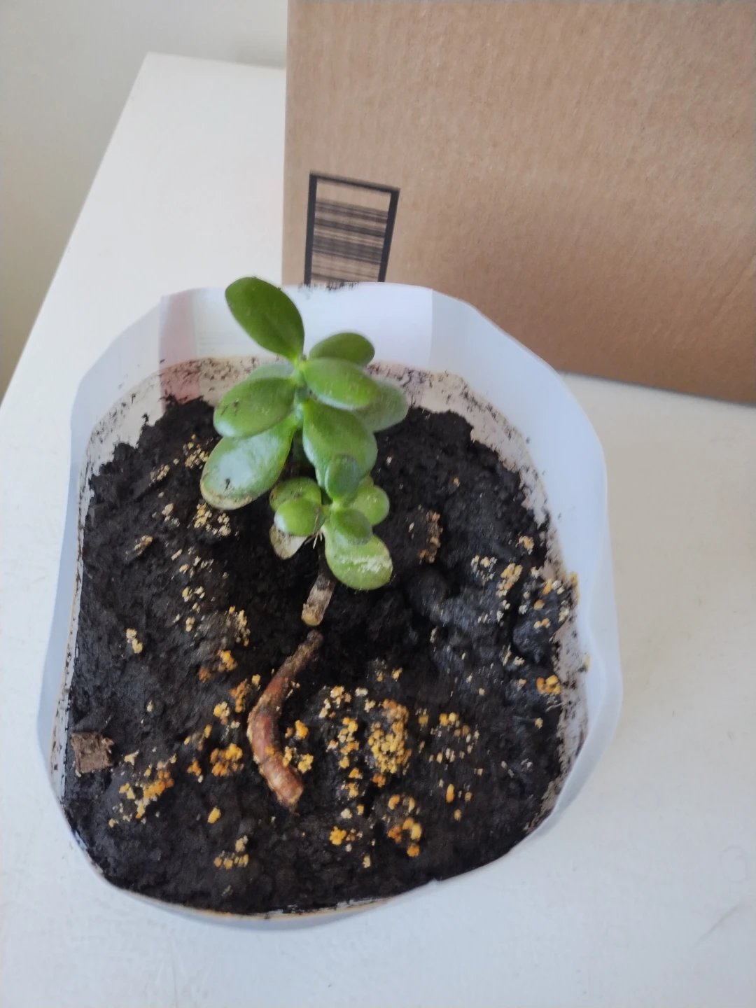 Jade Plant Cutting in Soil