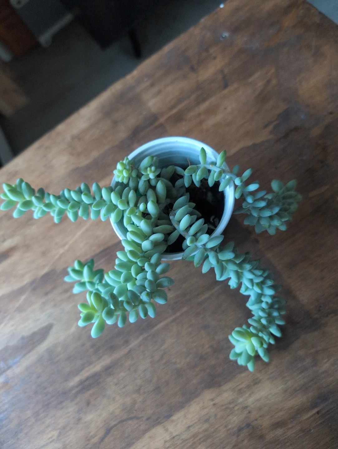 Burro's Tail Succulent Plant🥕 - photo 2
