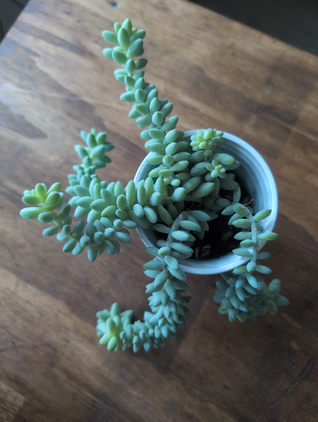 Burro's Tail Succulent Plant🥕 - photo 3
