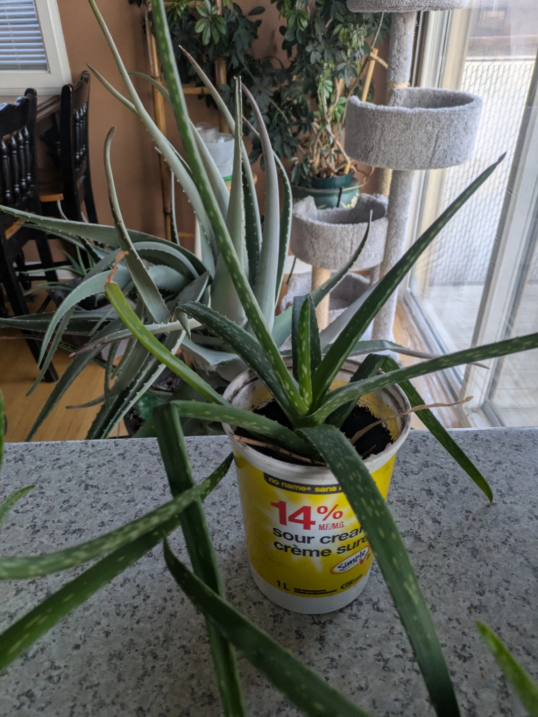 Aloe Vera Plants