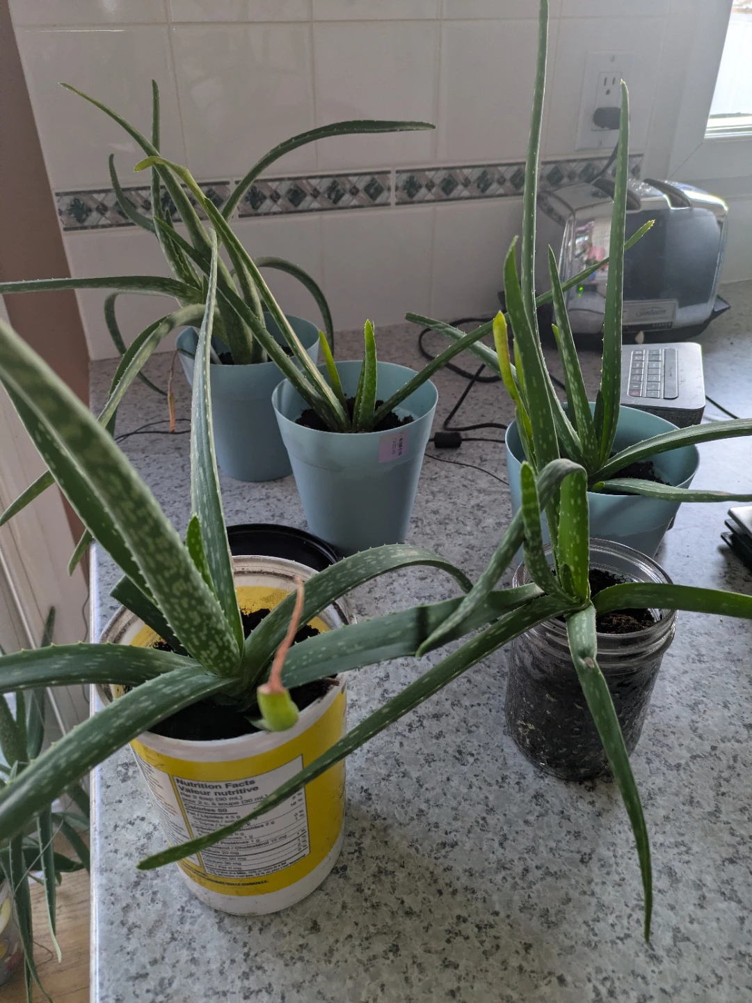 Aloe Vera Plants - photo 3