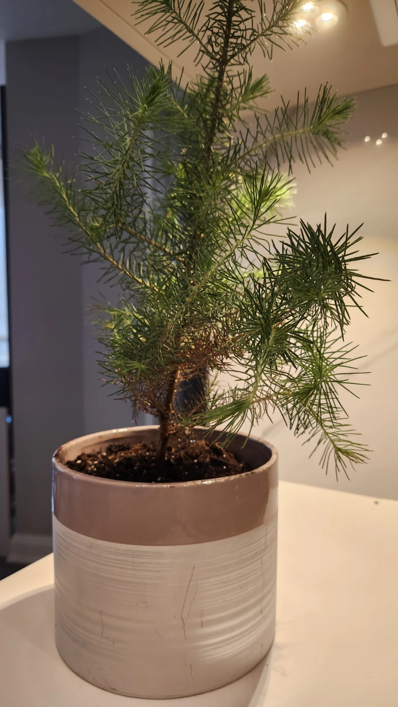 Italian stone pine tree plants  in beautiful pots - photo 4