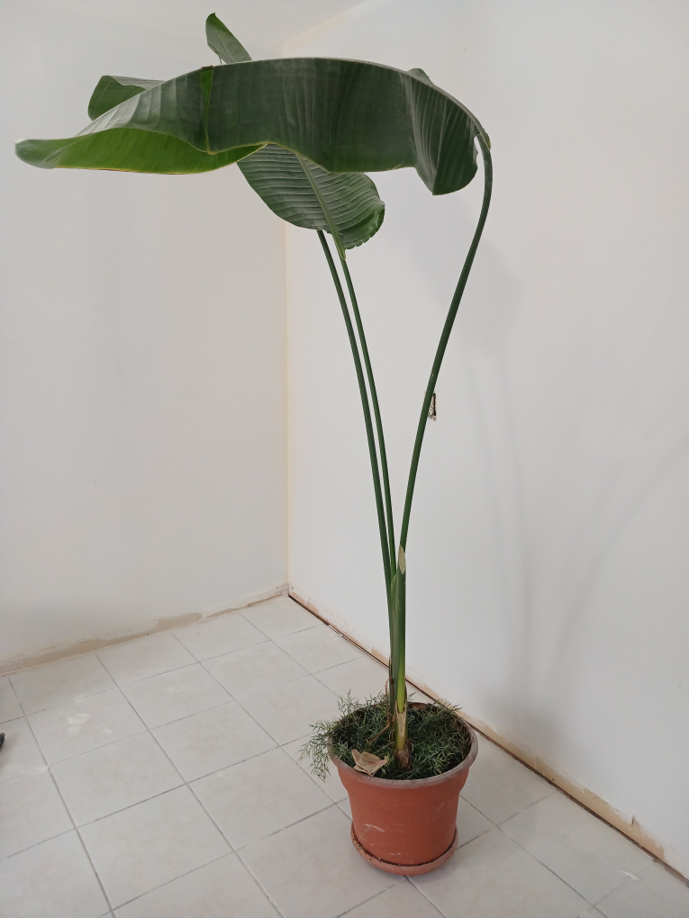 REAL 8ft tall Bird of Paradise (Banana leaf) plant - photo 3