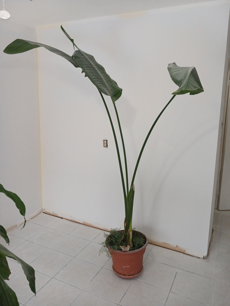 REAL 8ft tall Bird of Paradise (Banana leaf) plant