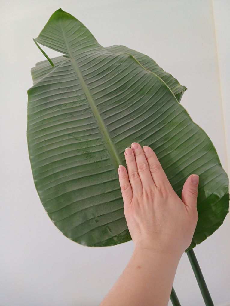 REAL 8ft tall Bird of Paradise (Banana leaf) plant - photo 4