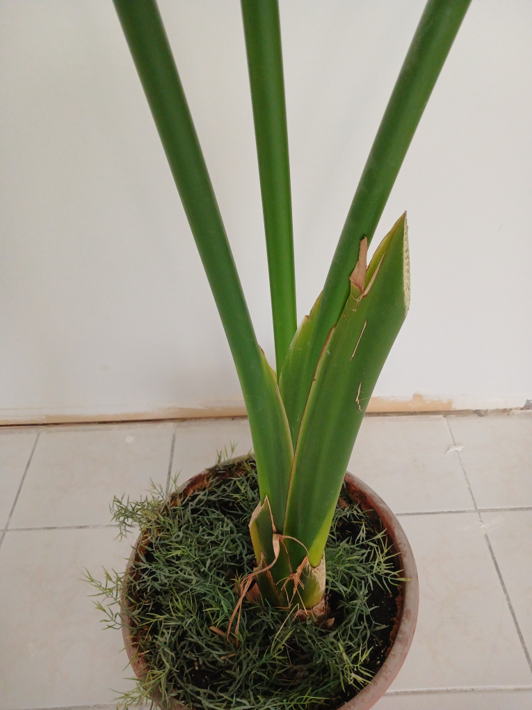 REAL 8ft tall Bird of Paradise (Banana leaf) plant - photo 5