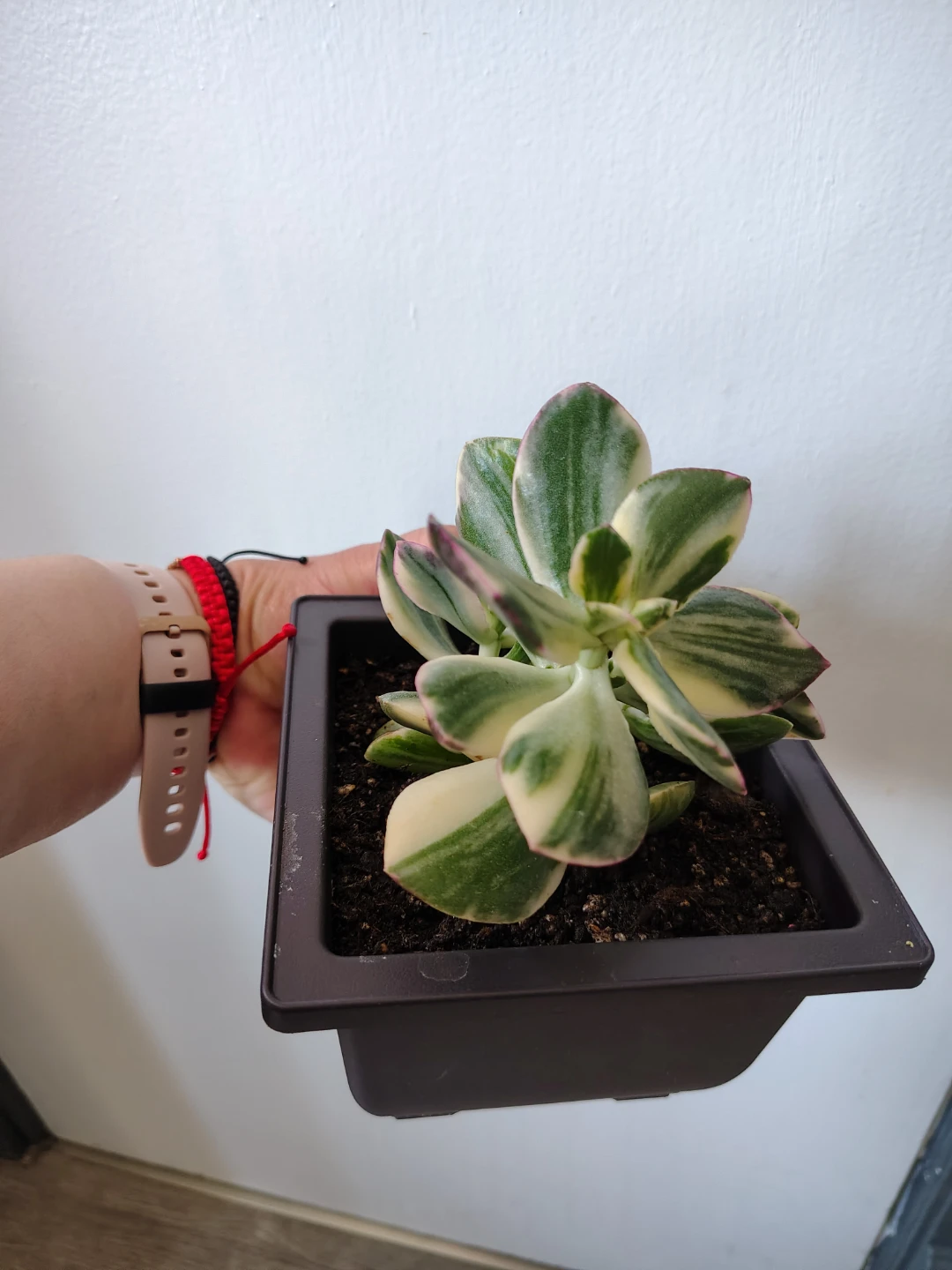 Variegated Jade Plant in Black Pot. $10 - photo 2