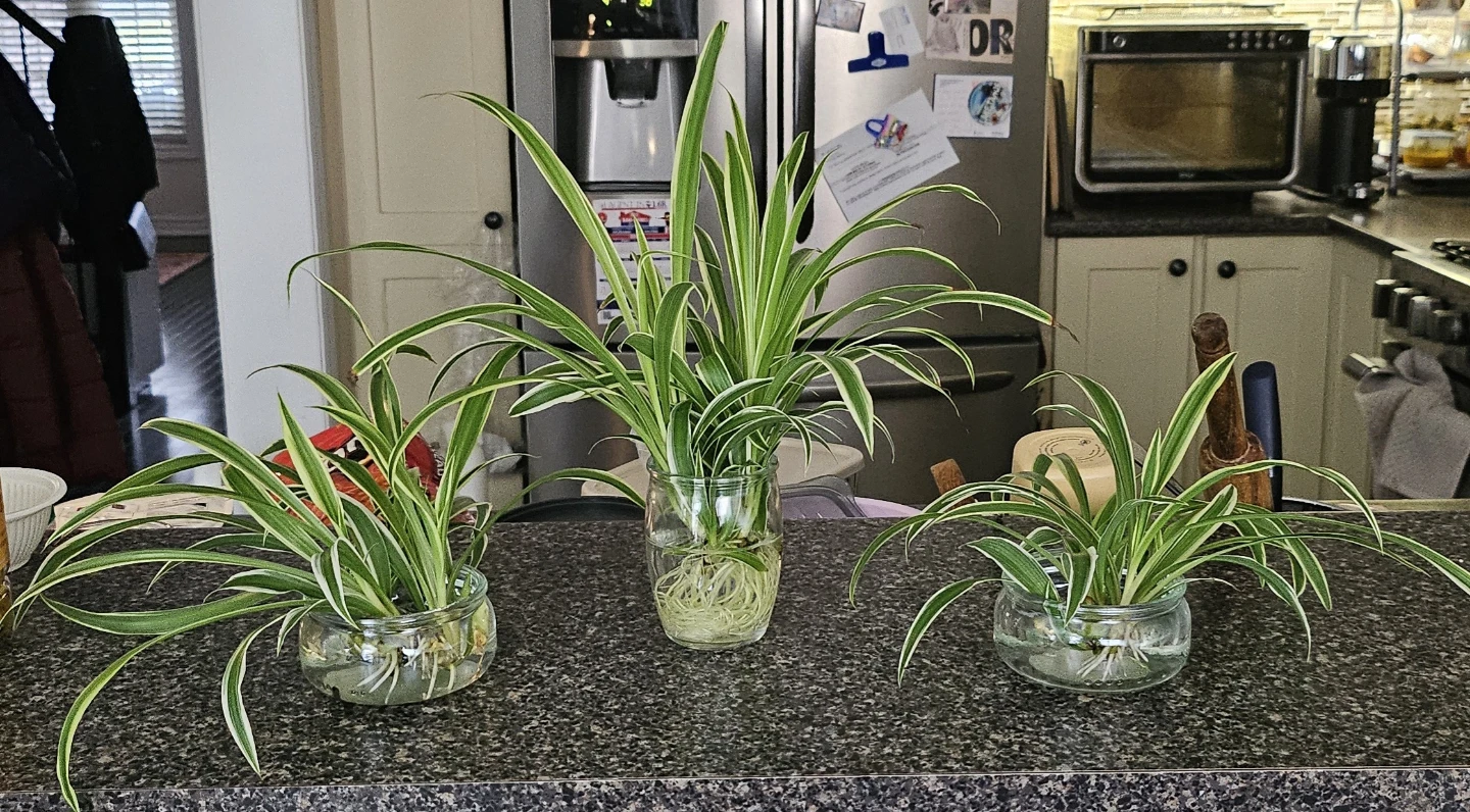 Spider Plants in Glass Jars