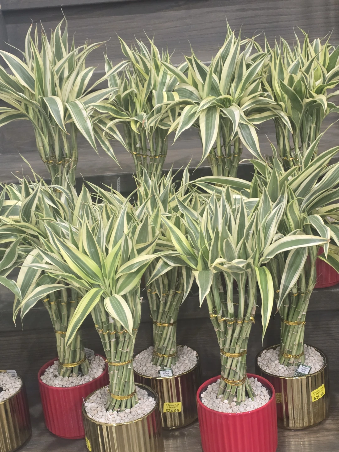 Lucky Bamboo Plant - photo 2