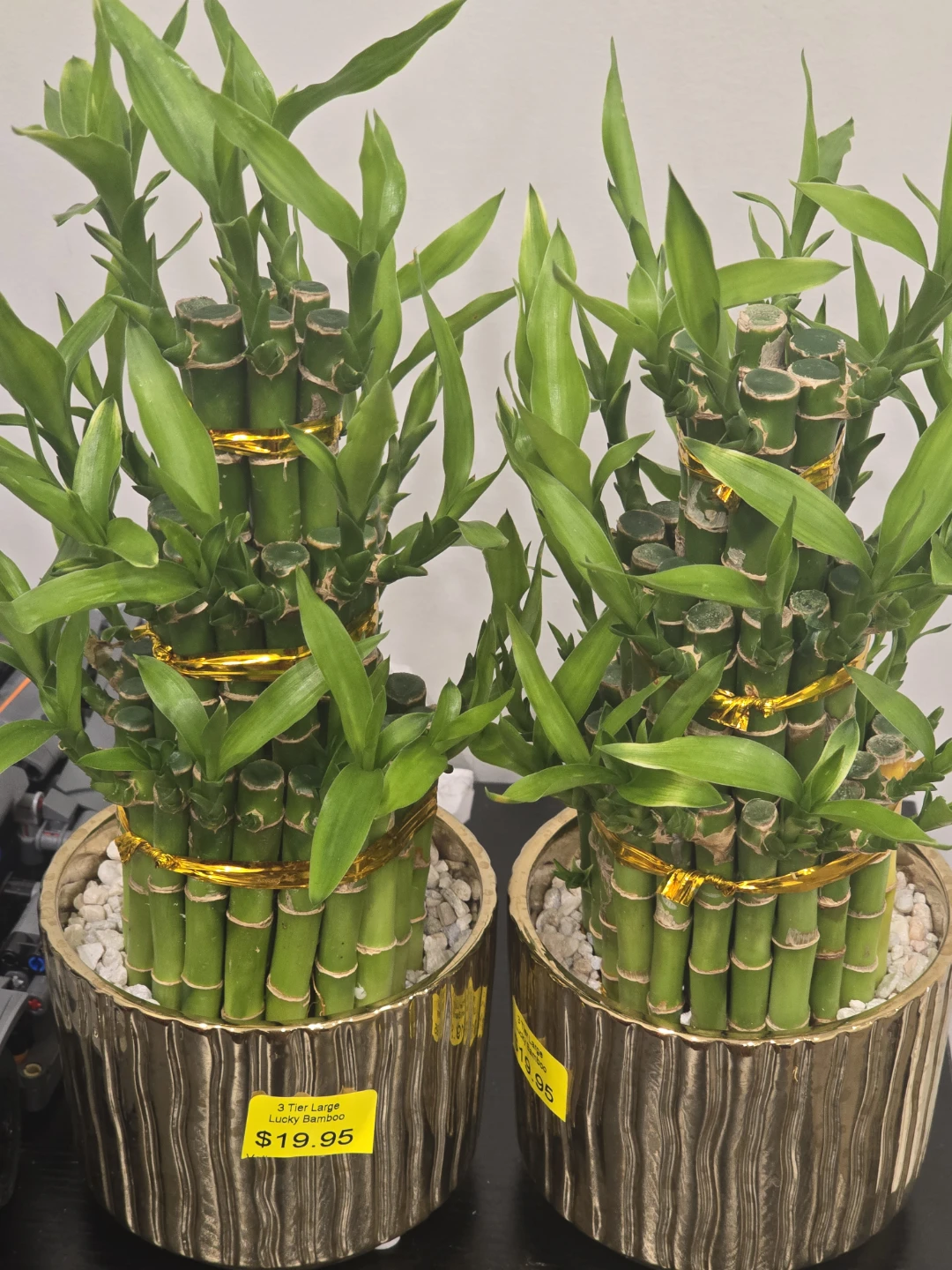 Lucky Bamboo Plant - photo 3