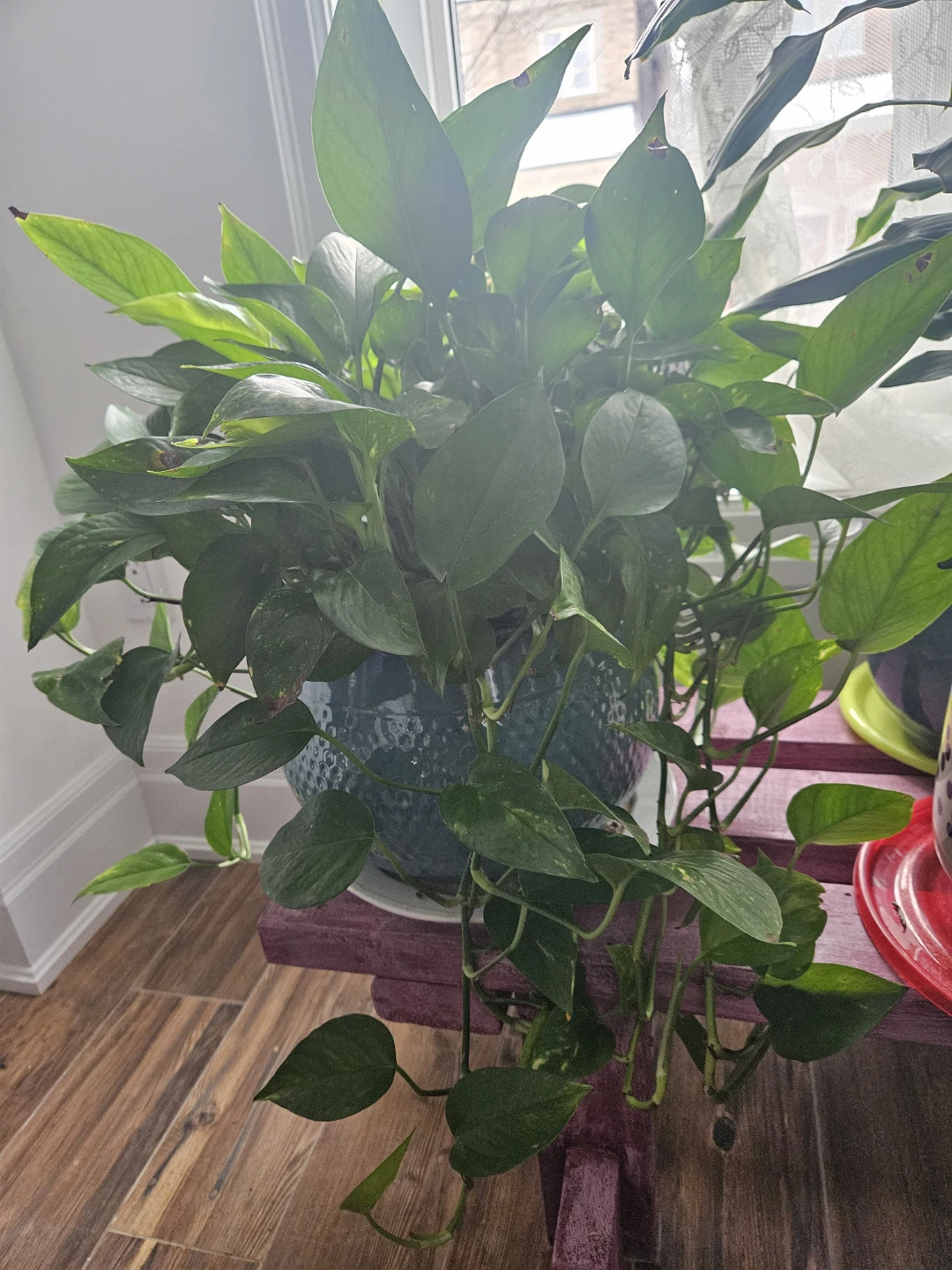 Golden Pothos Plant in Blue Ceramic Pot - photo 3
