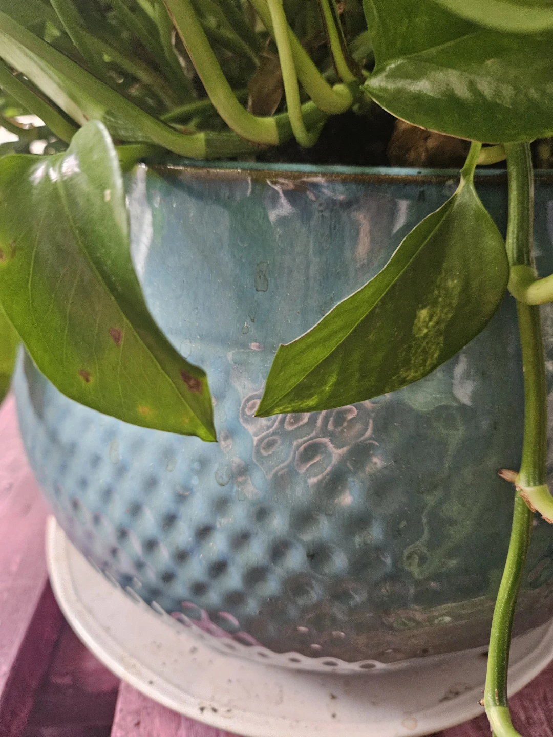 Golden Pothos Plant in Blue Ceramic Pot - photo 4