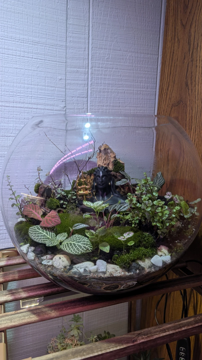 Terrarium with Plants