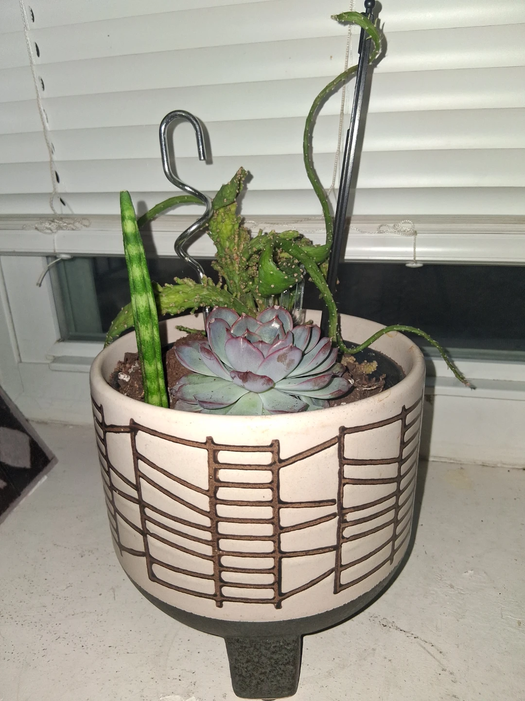 Cactus and succulent plant