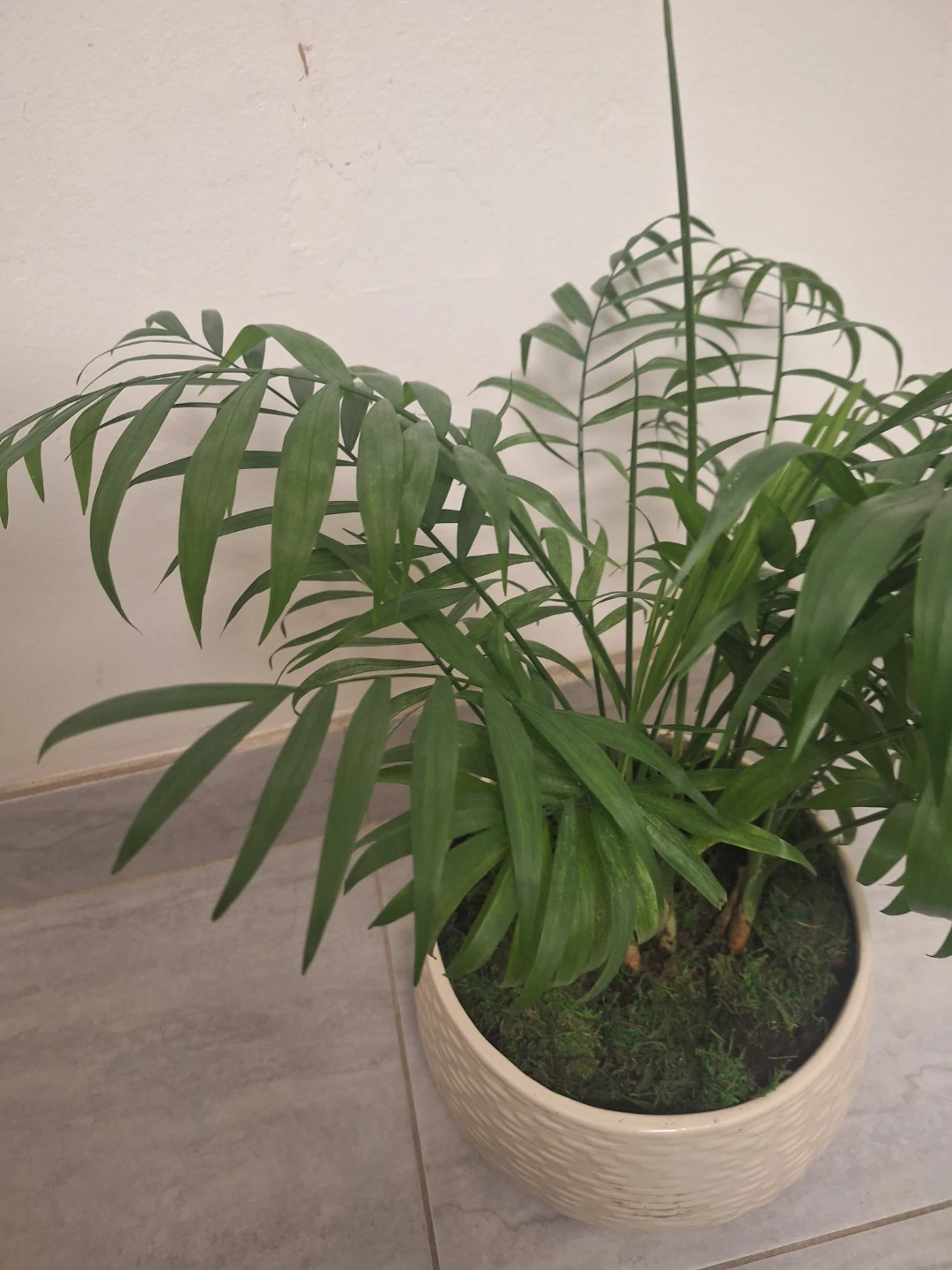 19" tall , Parlour Palm Plant in Decorative Pot - photo 3