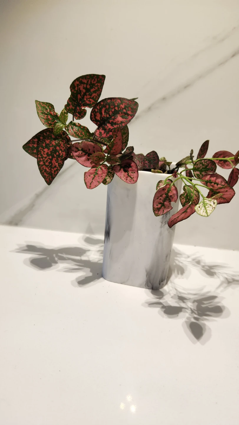 Faux marble modern planter with polka dot plant