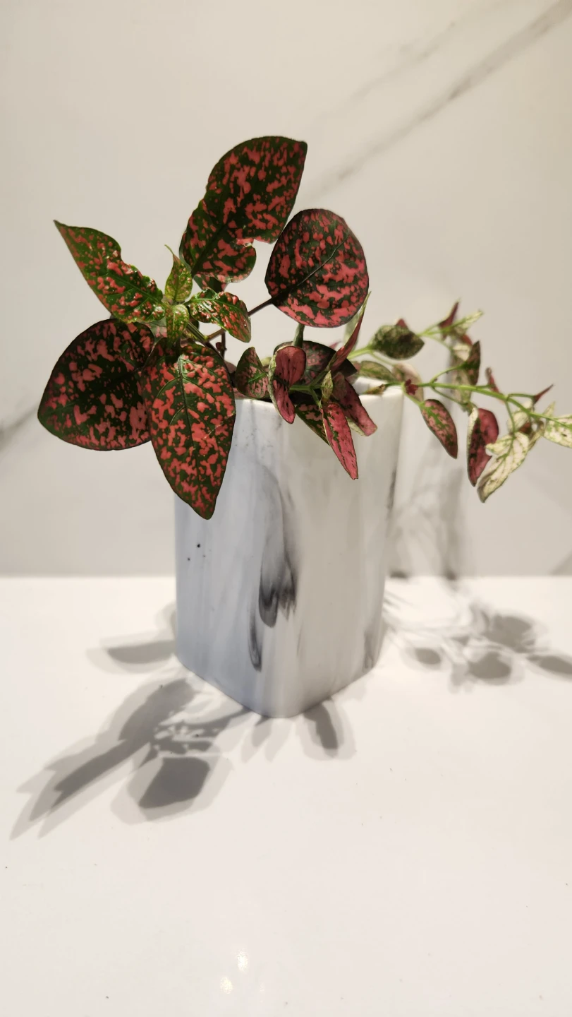 Faux marble modern planter with polka dot plant - photo 2