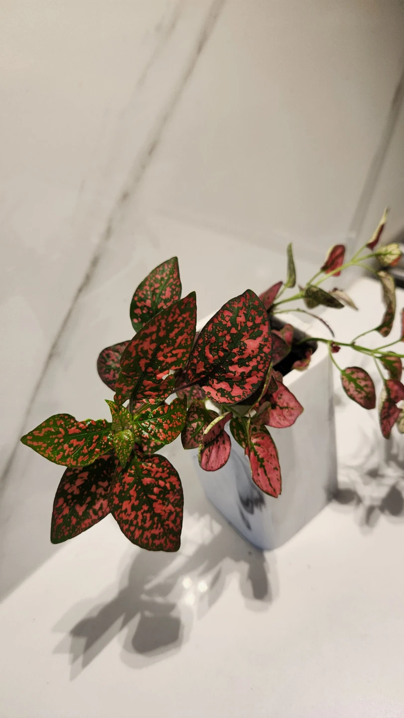 Faux marble modern planter with polka dot plant - photo 3