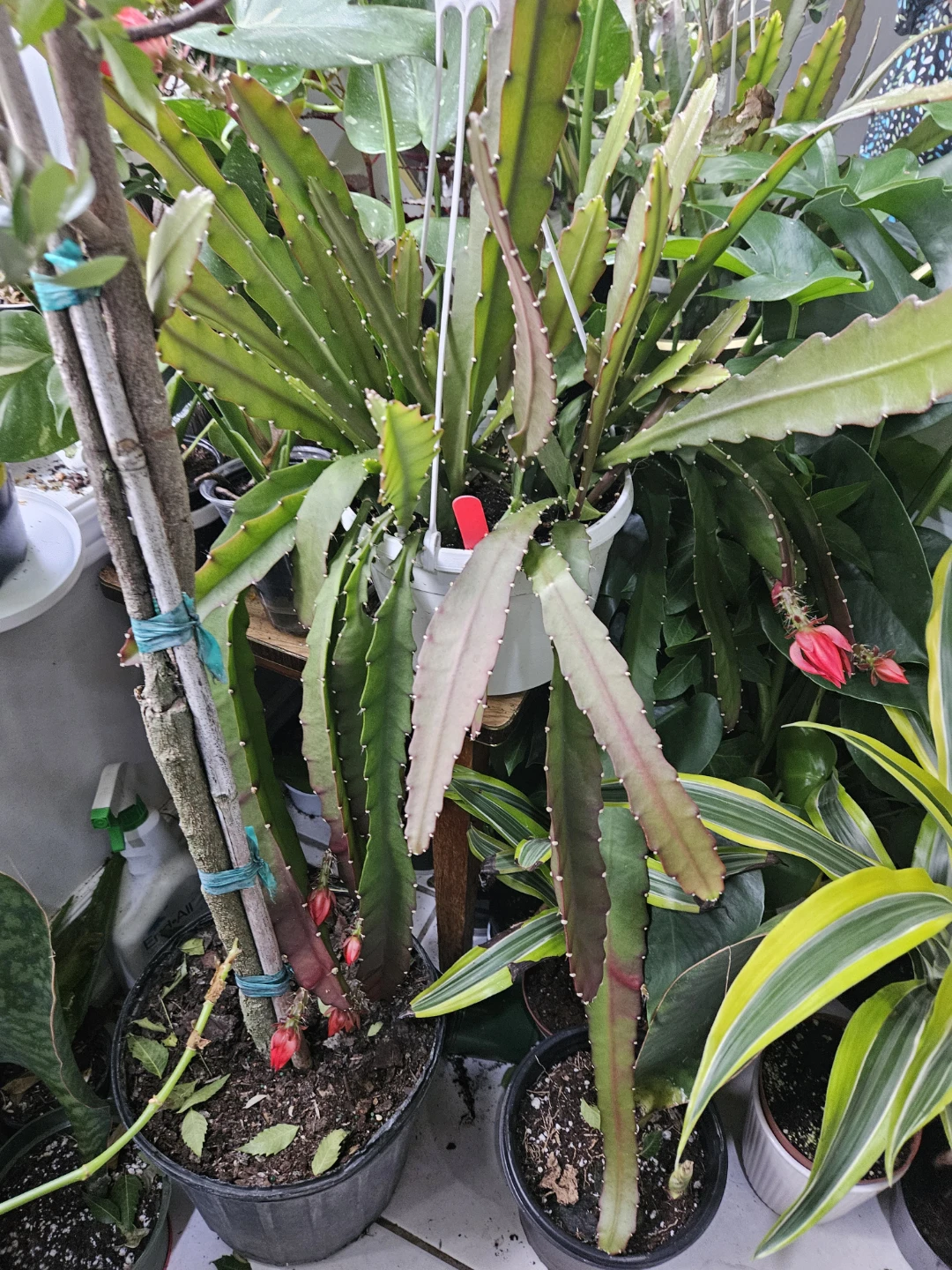 Orchid cactus