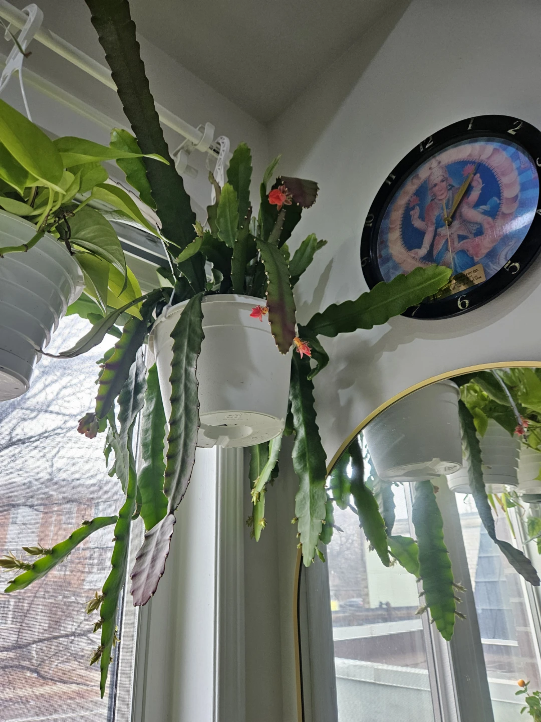 Orchid cactus - photo 2