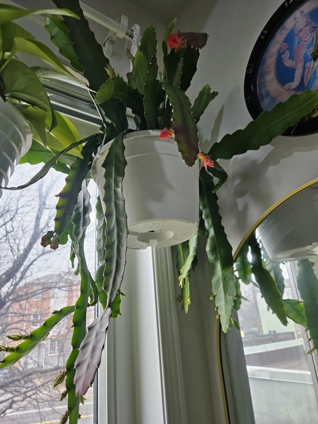 Orchid cactus - photo 3