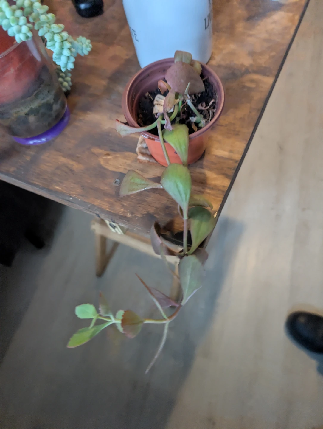 Trailing Houseplant in Pot