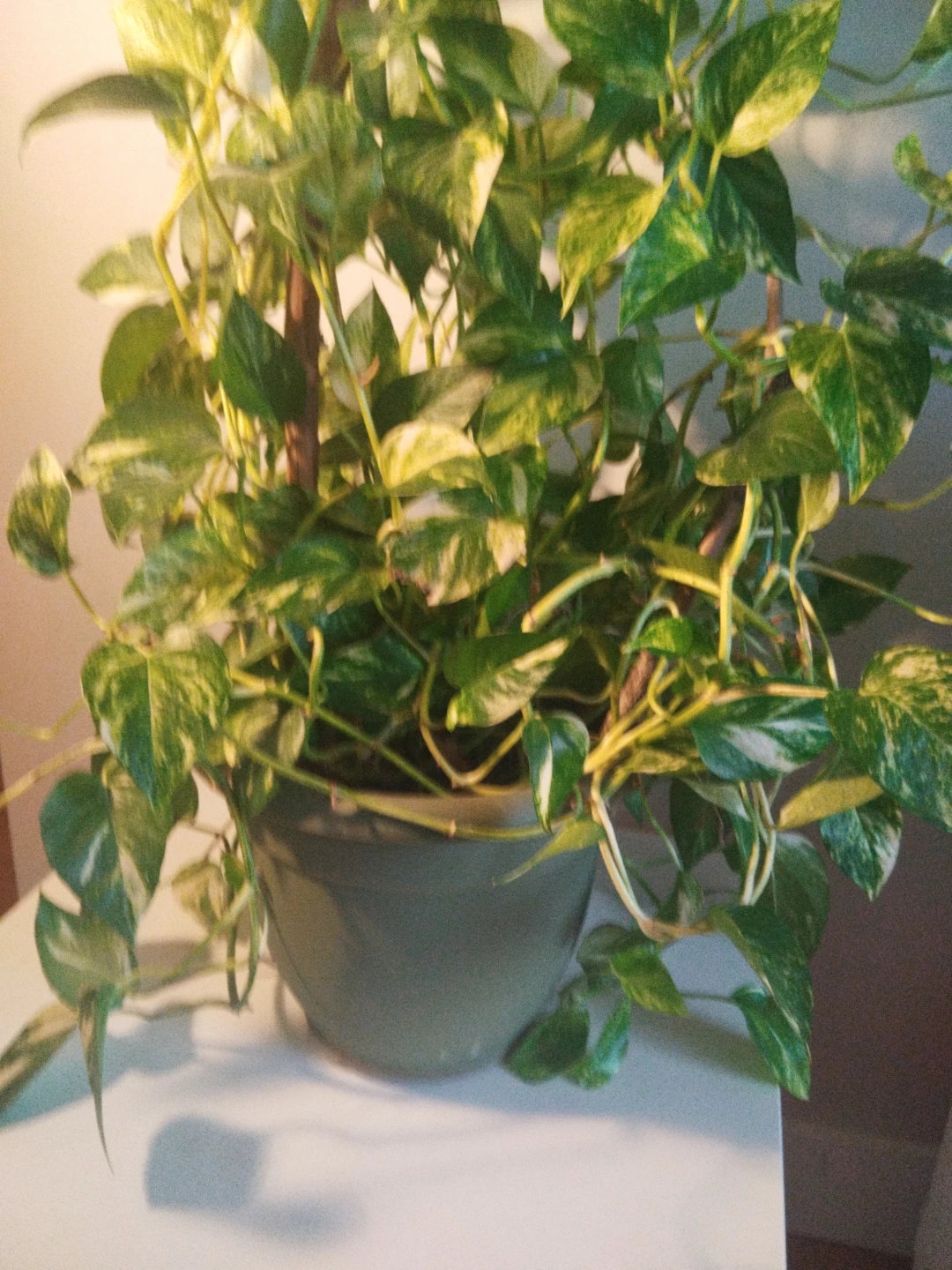 Money Plant Indoor