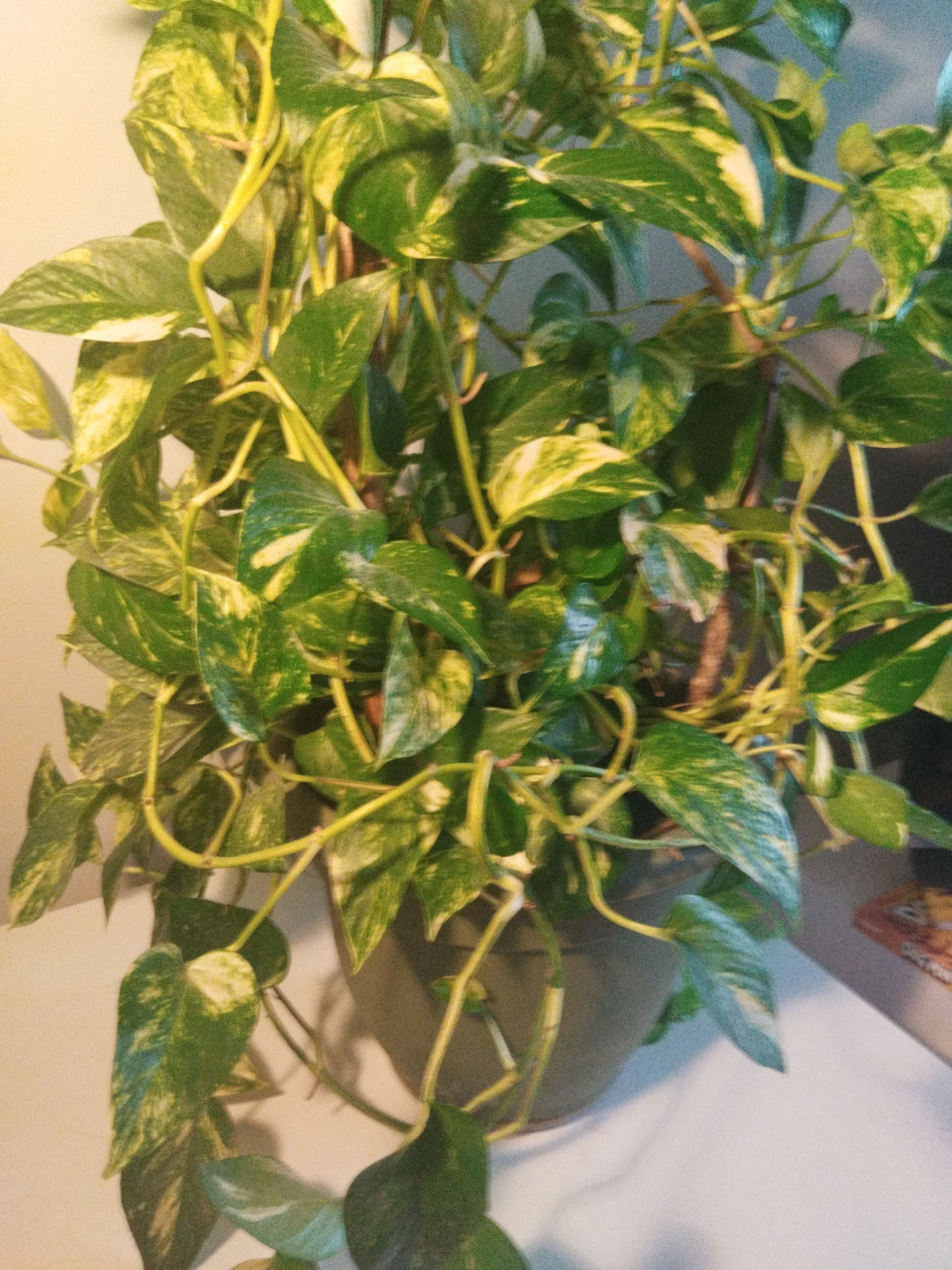Money Plant Indoor - photo 2