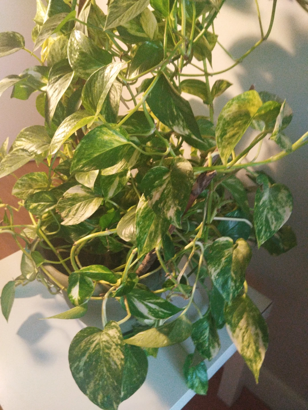Money Plant Indoor - photo 3