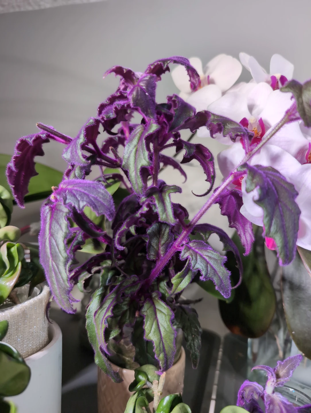 Purple Passion Plant - photo 3