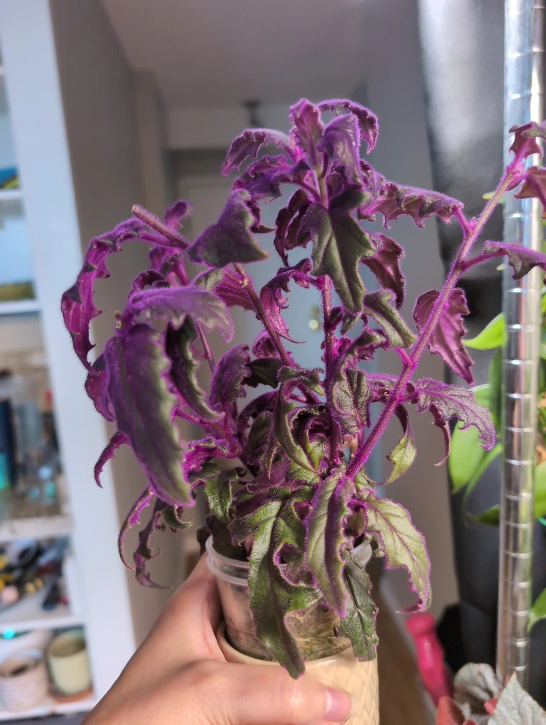 Purple Passion Plant - photo 2