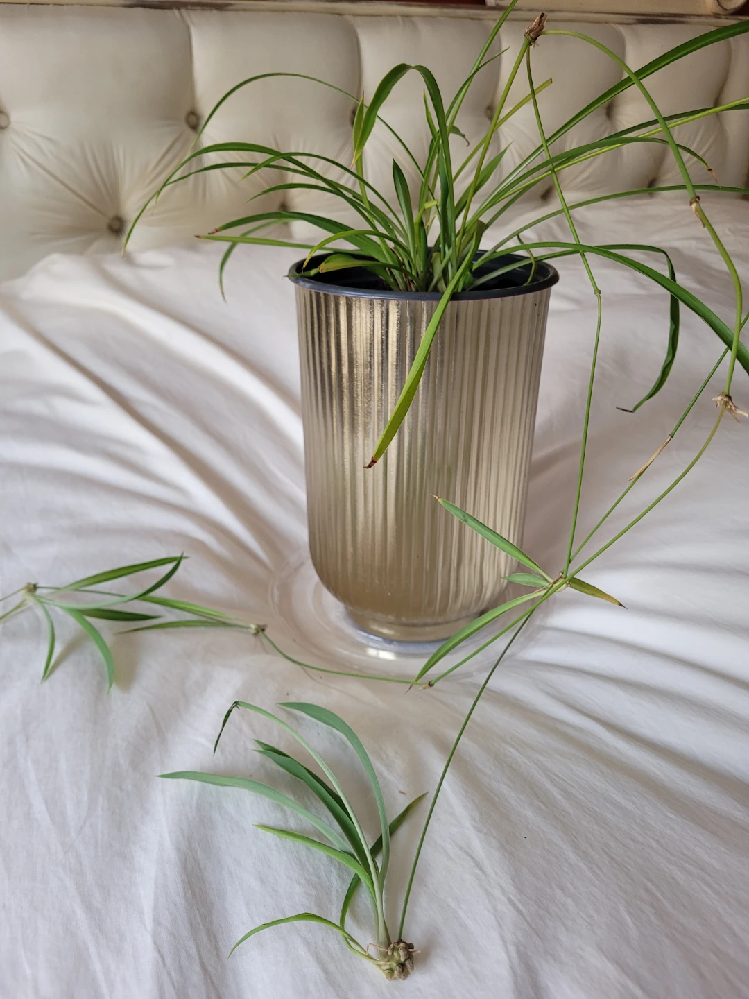 Spider Plant in Gold Metal Pot