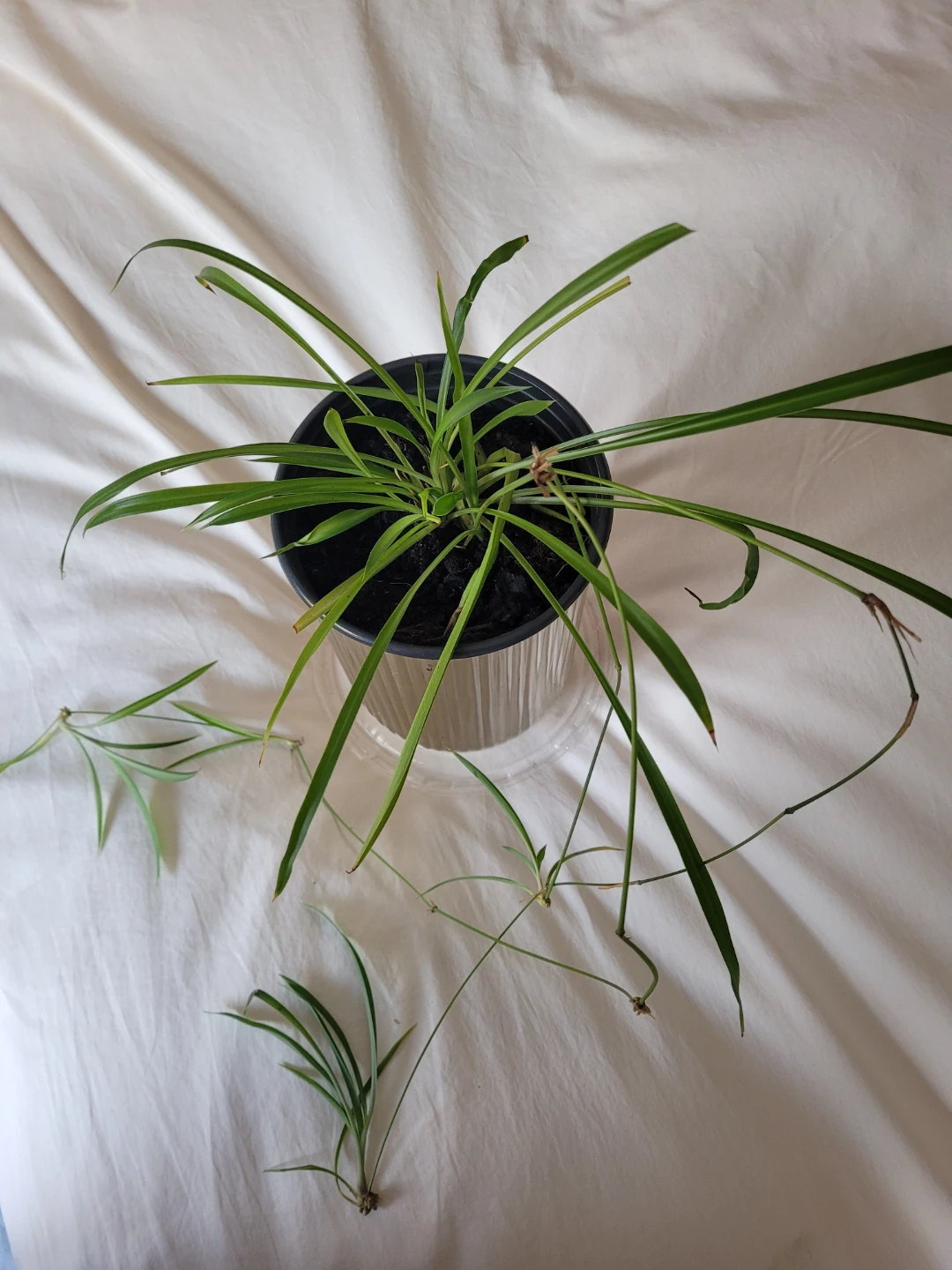 Spider Plant in Gold Metal Pot - photo 2