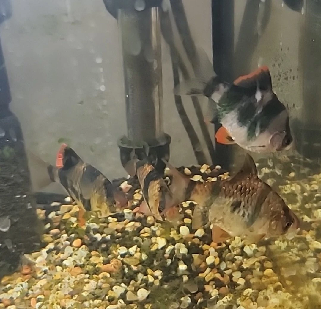 Tiger Barbs Fish🌱