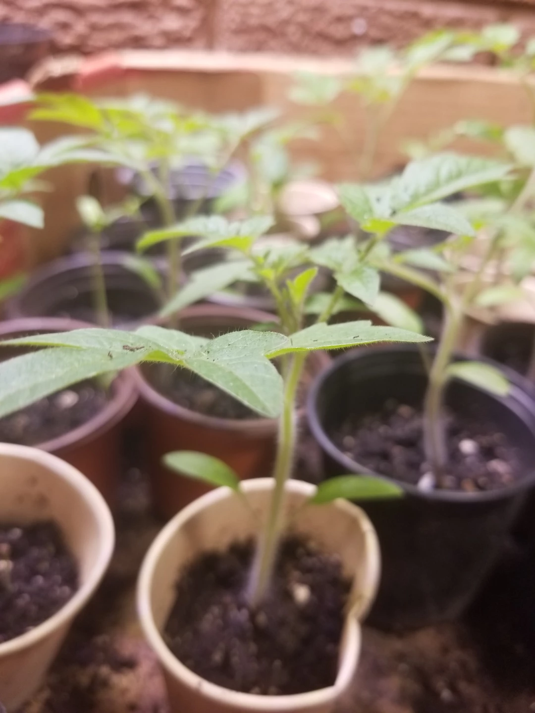 Tomato Seedlings