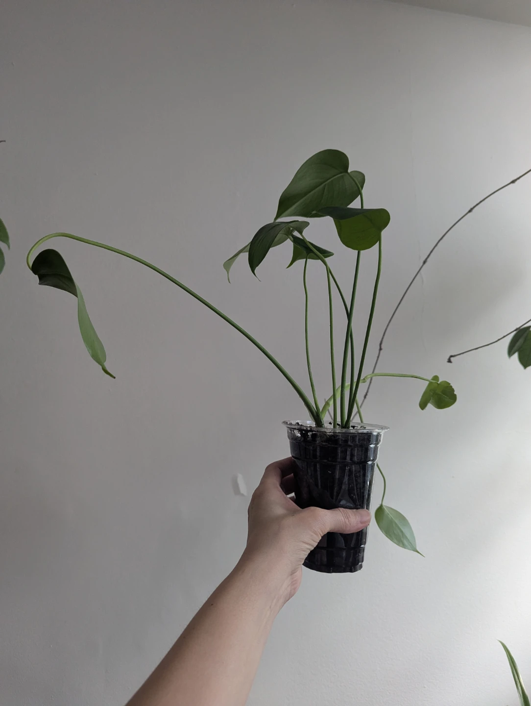 Monstera and neon pothos