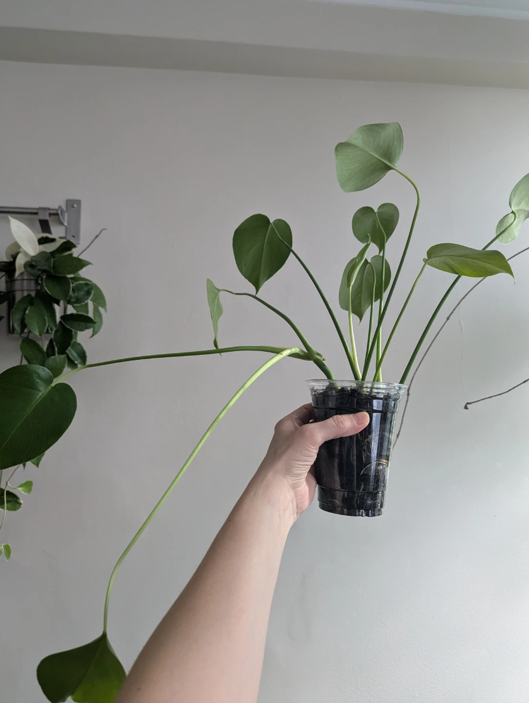 Monstera and neon pothos - photo 2