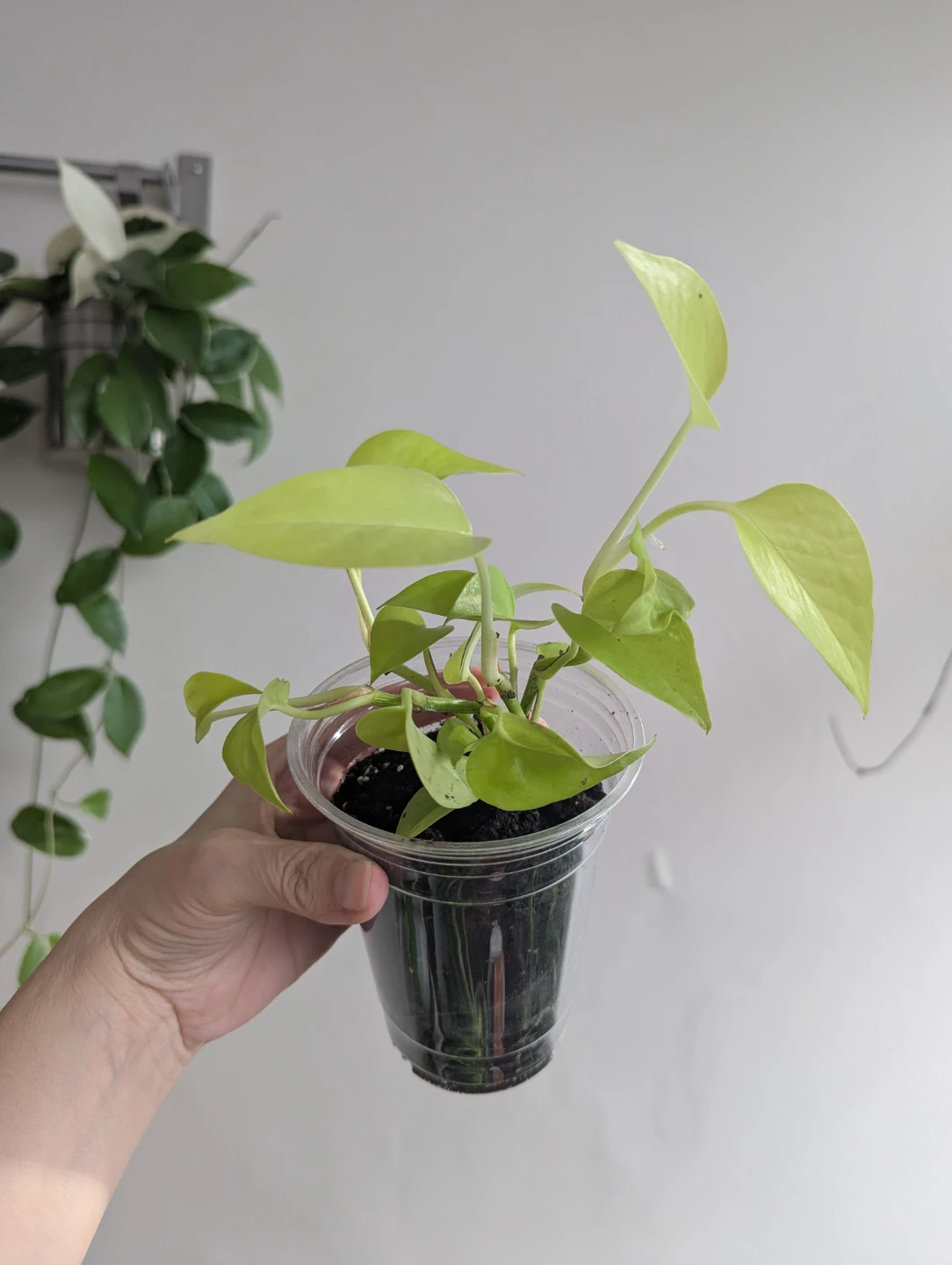 Monstera and neon pothos - photo 3