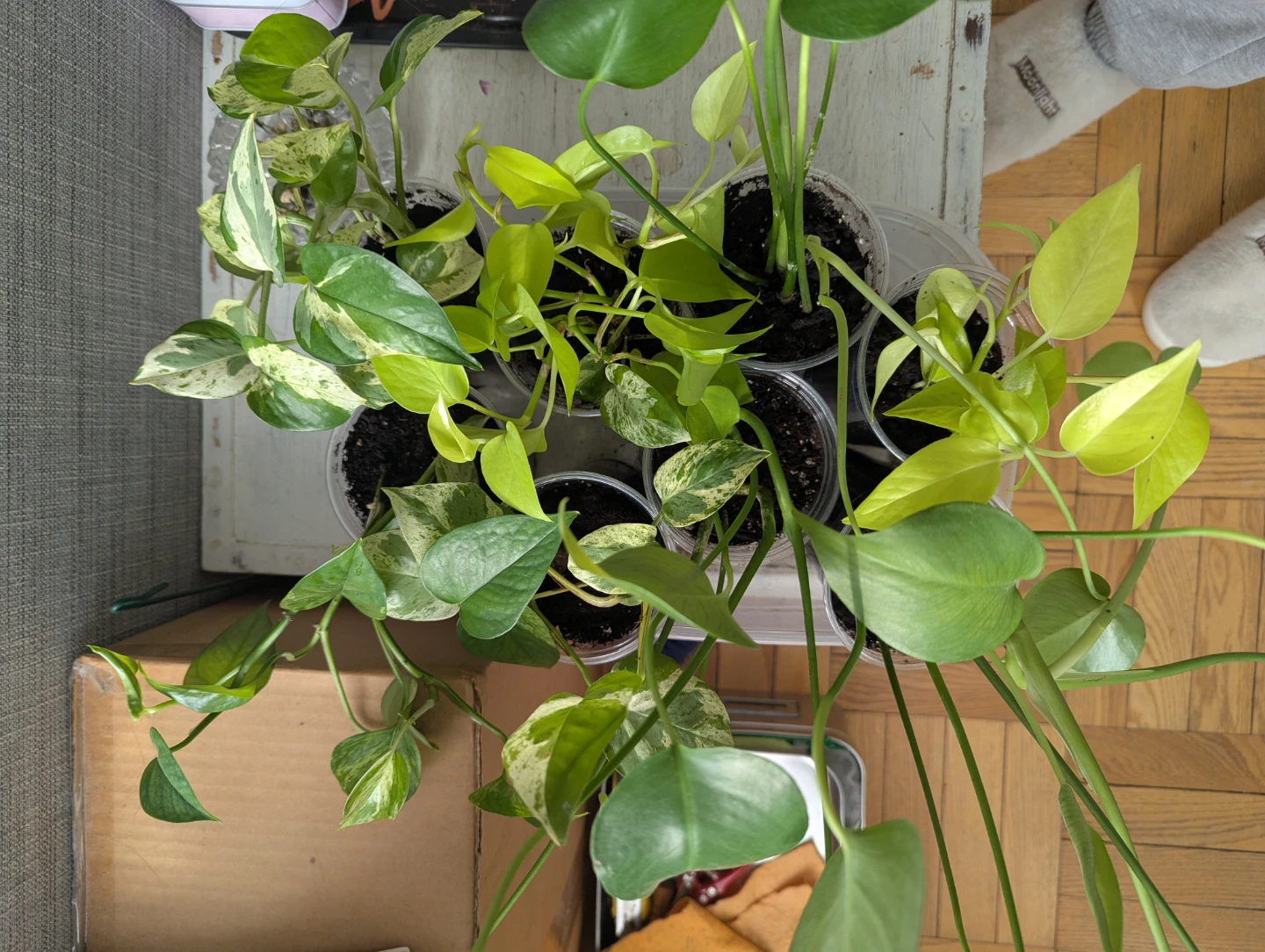 Monstera and neon pothos - photo 4