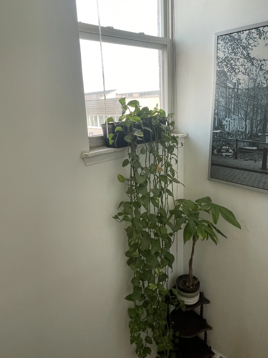 Pothos Vine Plant