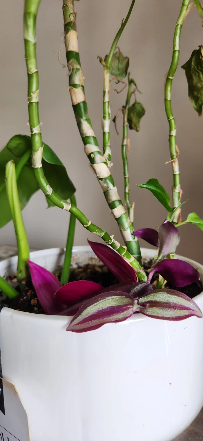 Mixed Potted Plant with White Ceramic Pot🥕